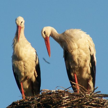 Pensjonat Mikolajki エクステリア 写真